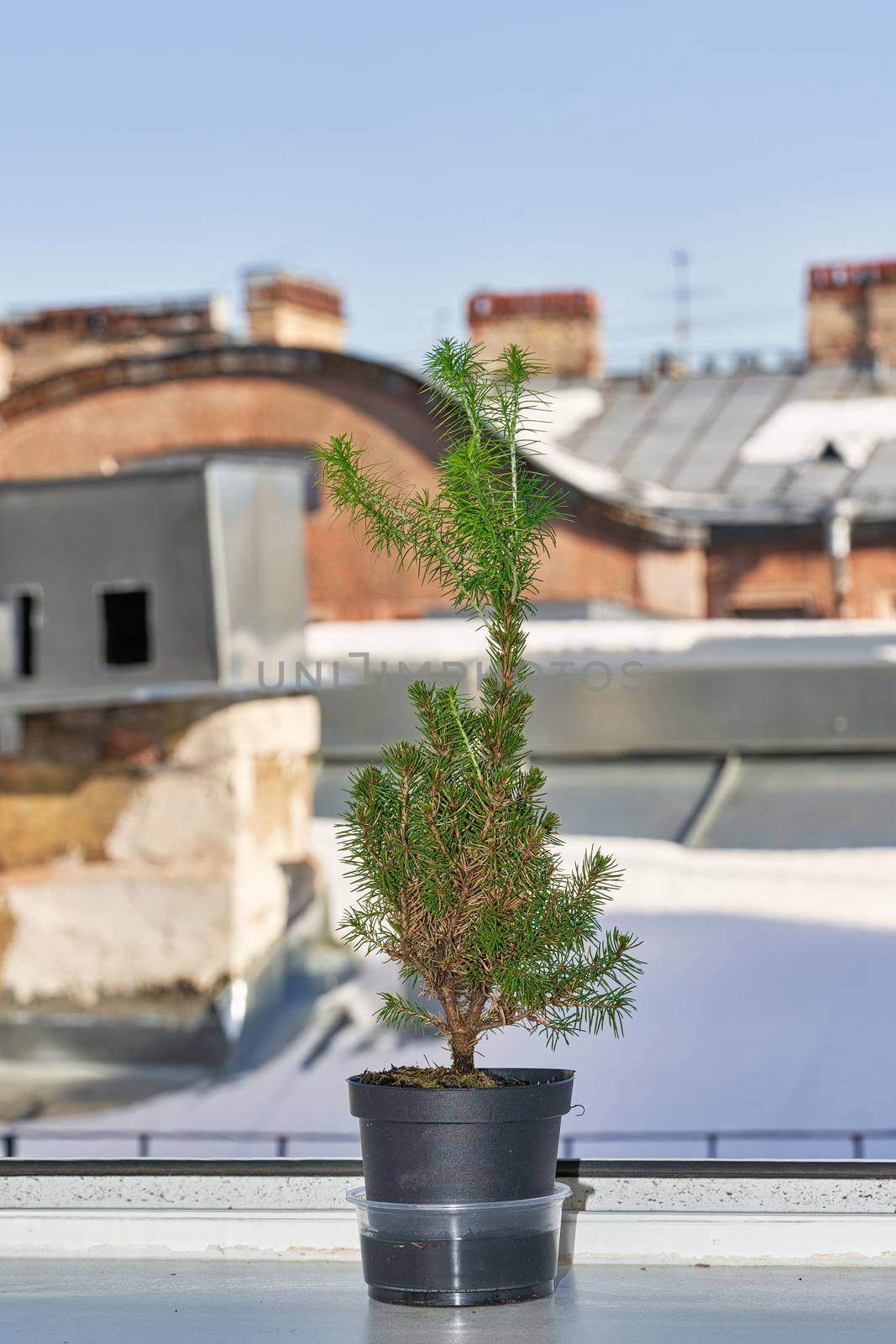 A small green Christmas tree in a pot on a windowsill against snow covered roof by vizland