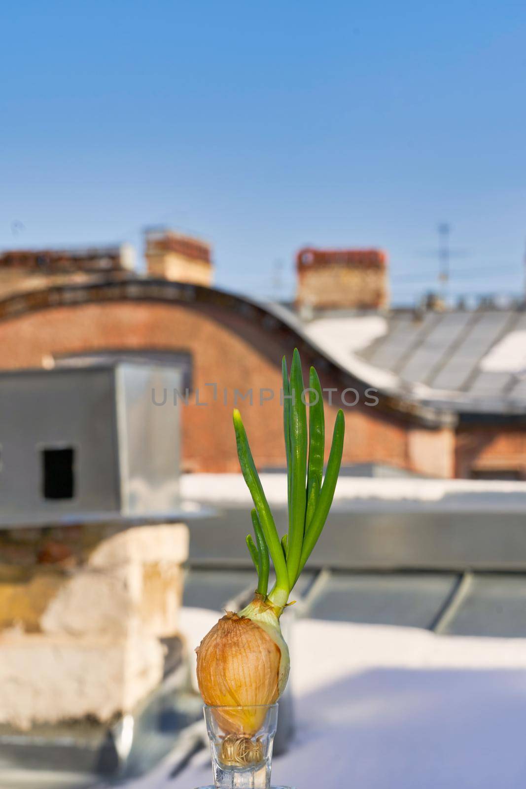 A bulb with spicy green shoots is grown in winter at home on a windowsill. Close up