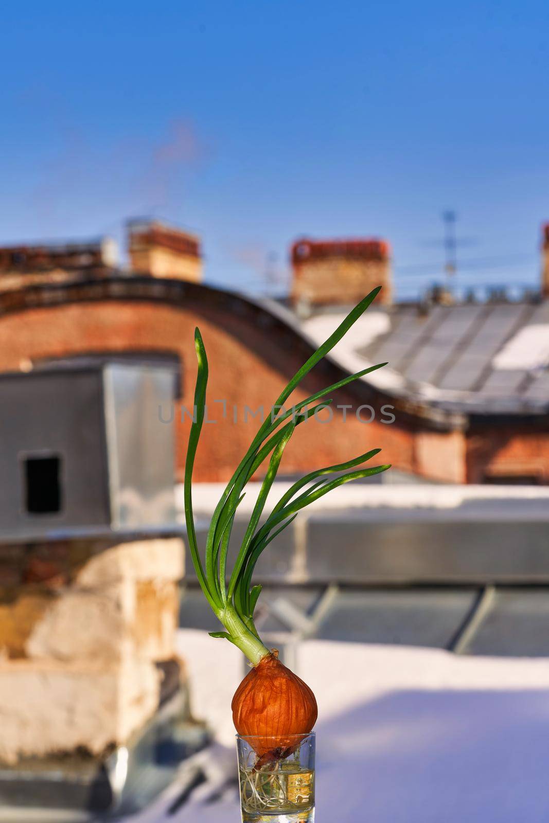 Green onions are grown in the winter at home on a windowsill. Home agriculture