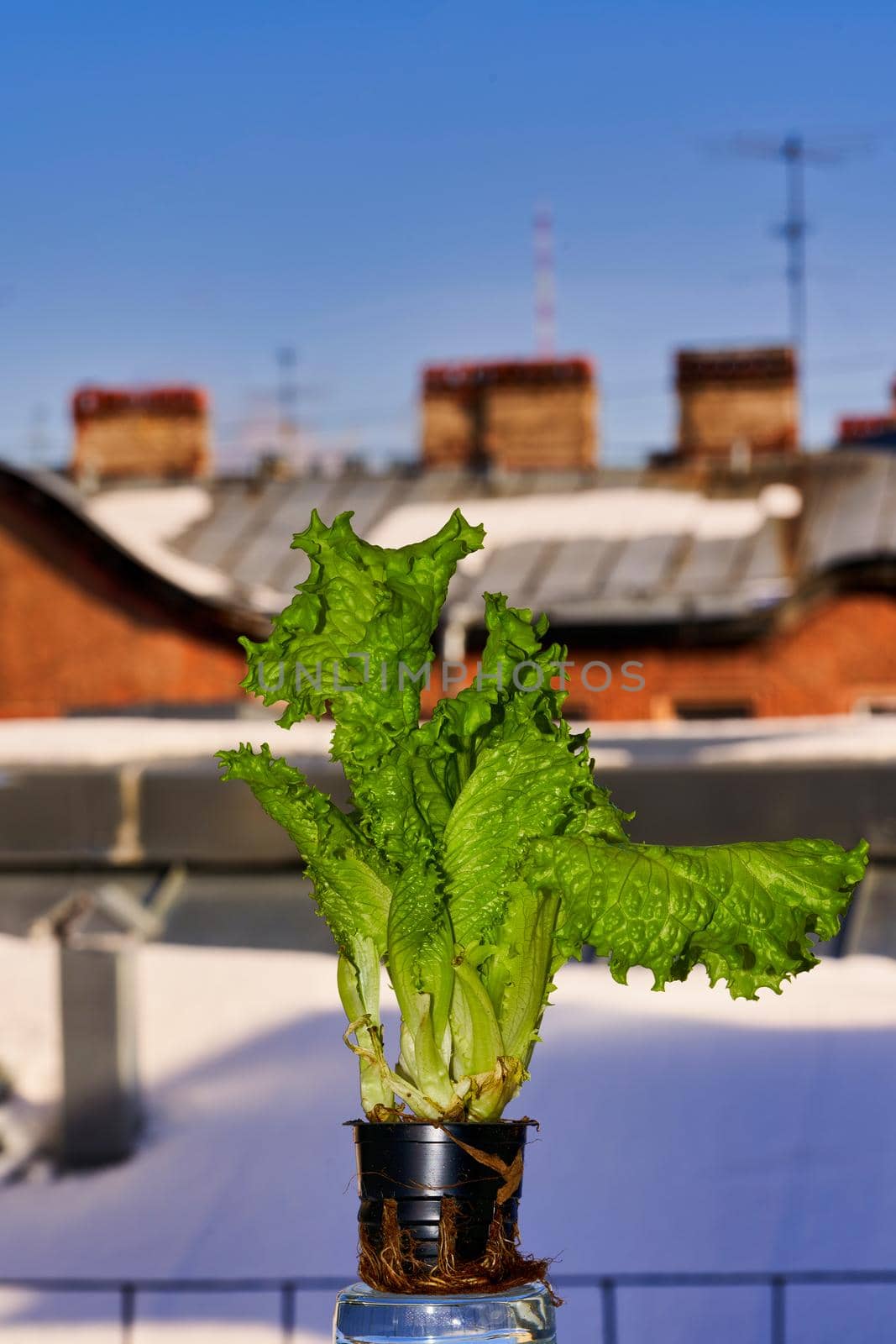 Green lettuce is grown in the winter at home on the windowsill by vizland