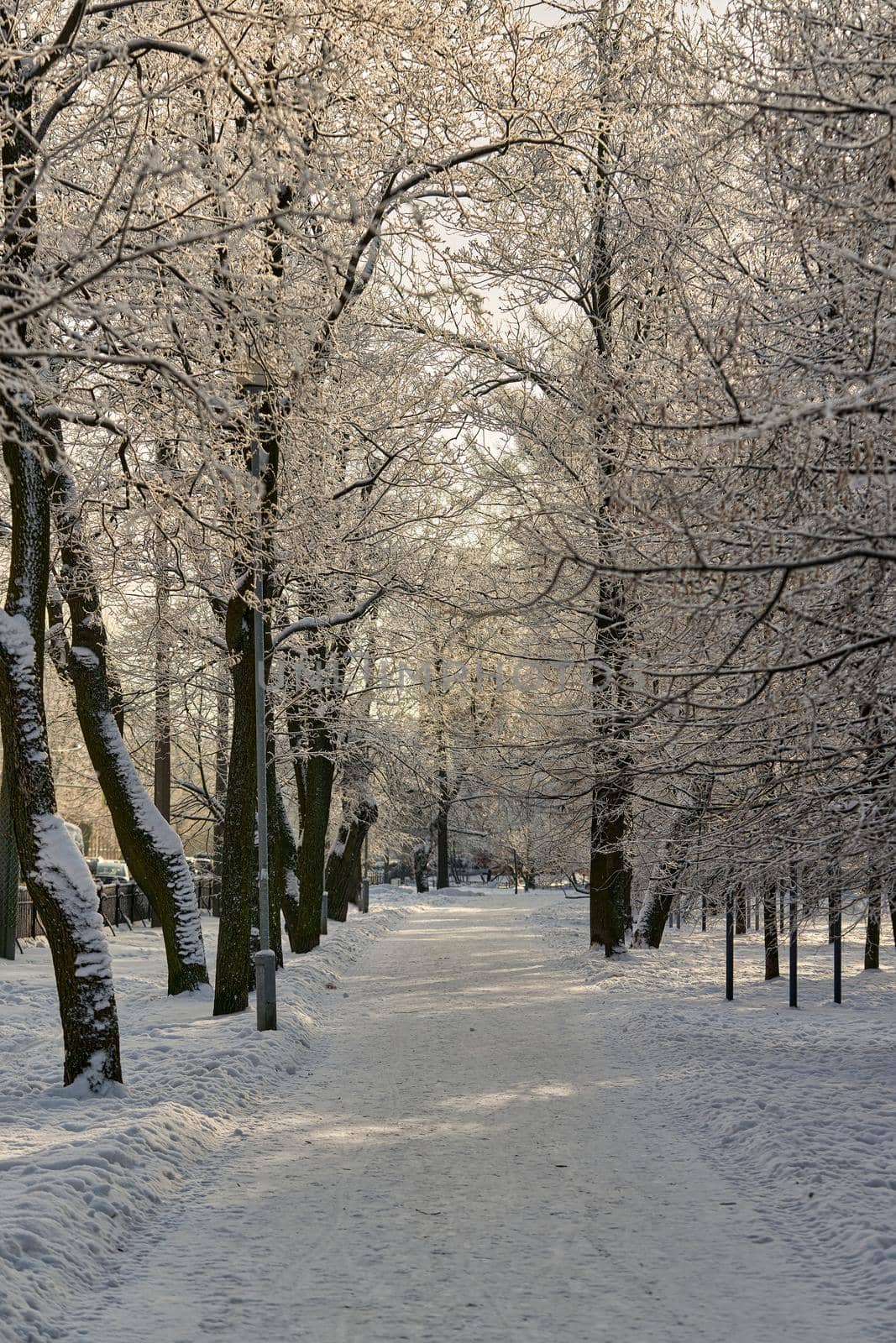 Winter park with trees covered with frost and snow in the evening sunlight