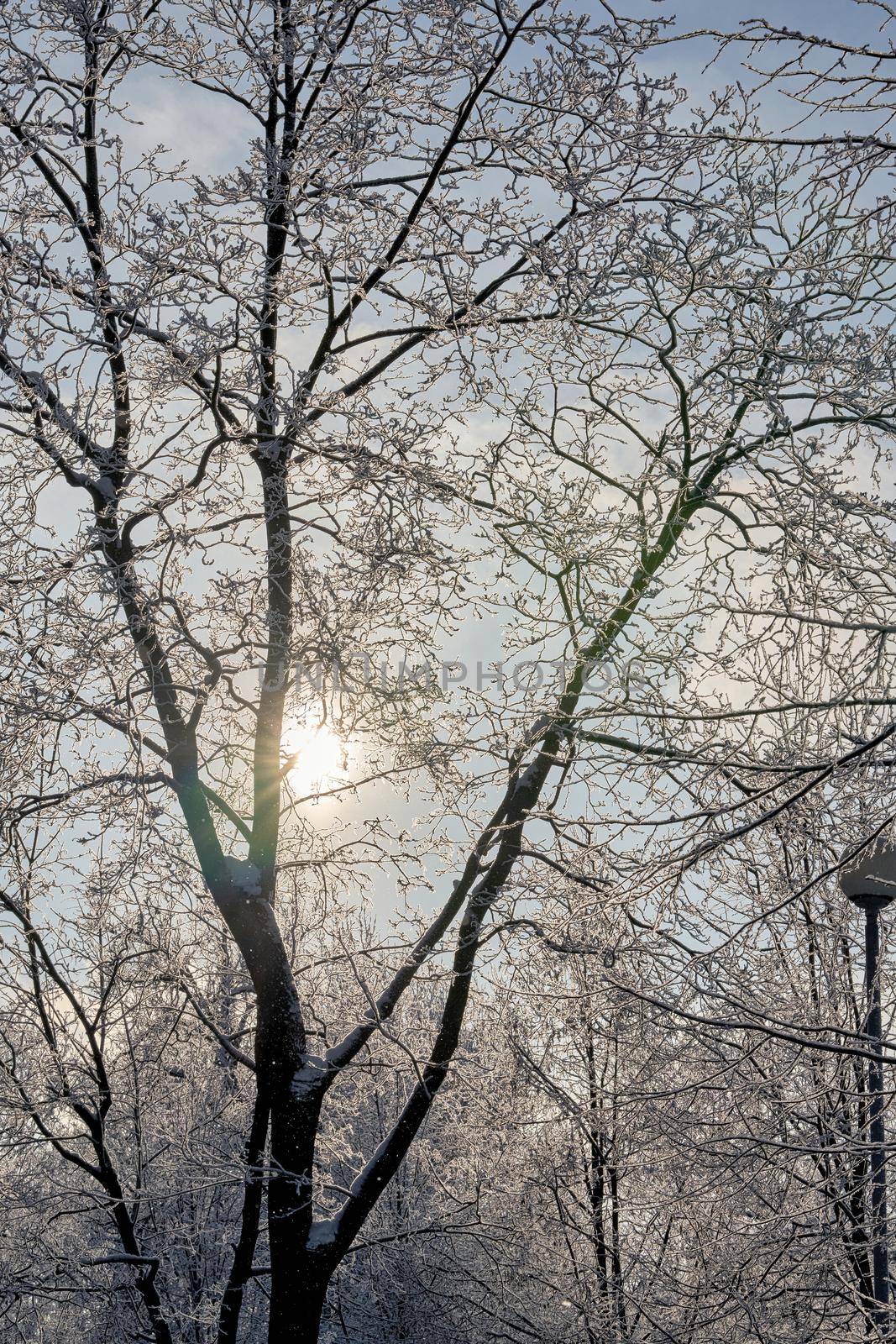 Winter park with trees covered with frost and snow by vizland