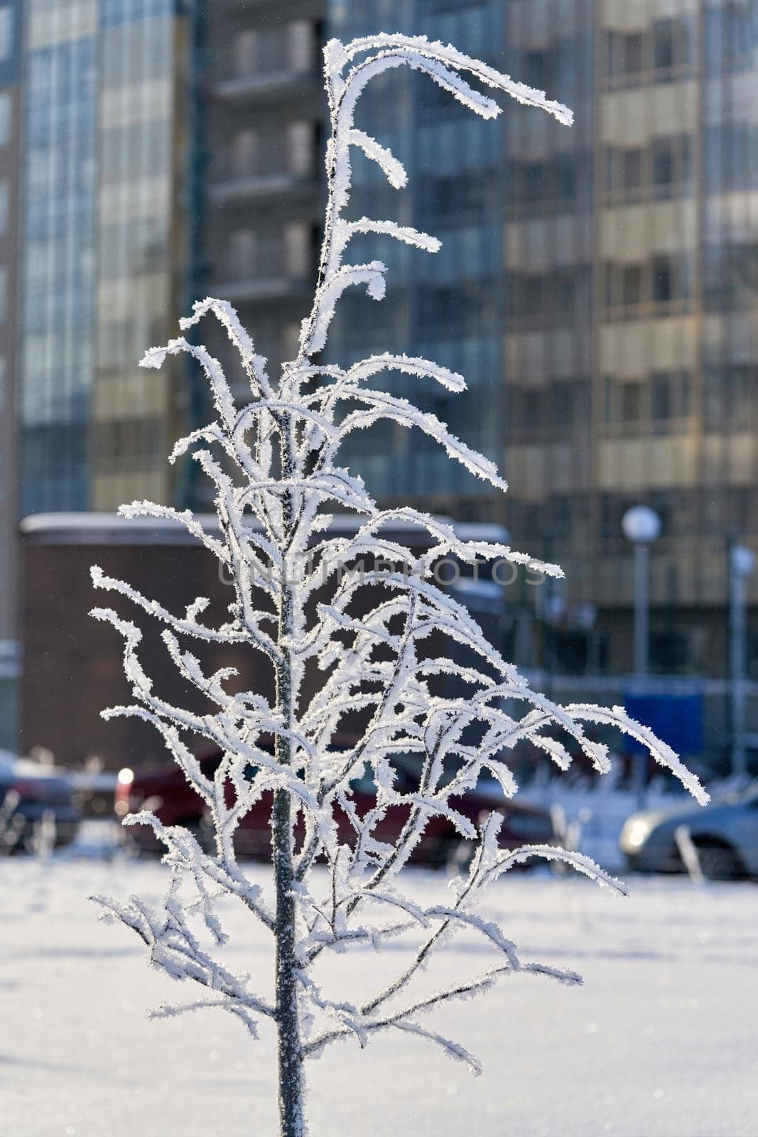 A tree covered with inium and snow on the background of a residential building by vizland