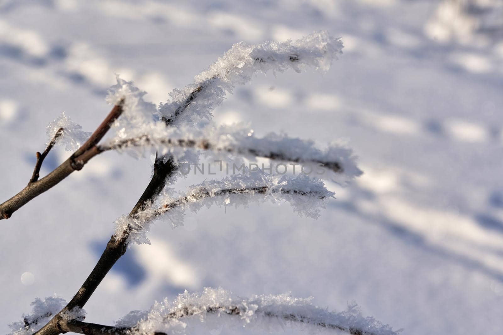the branch is covered with frost against the background of white snow on a frosty winter sunny day