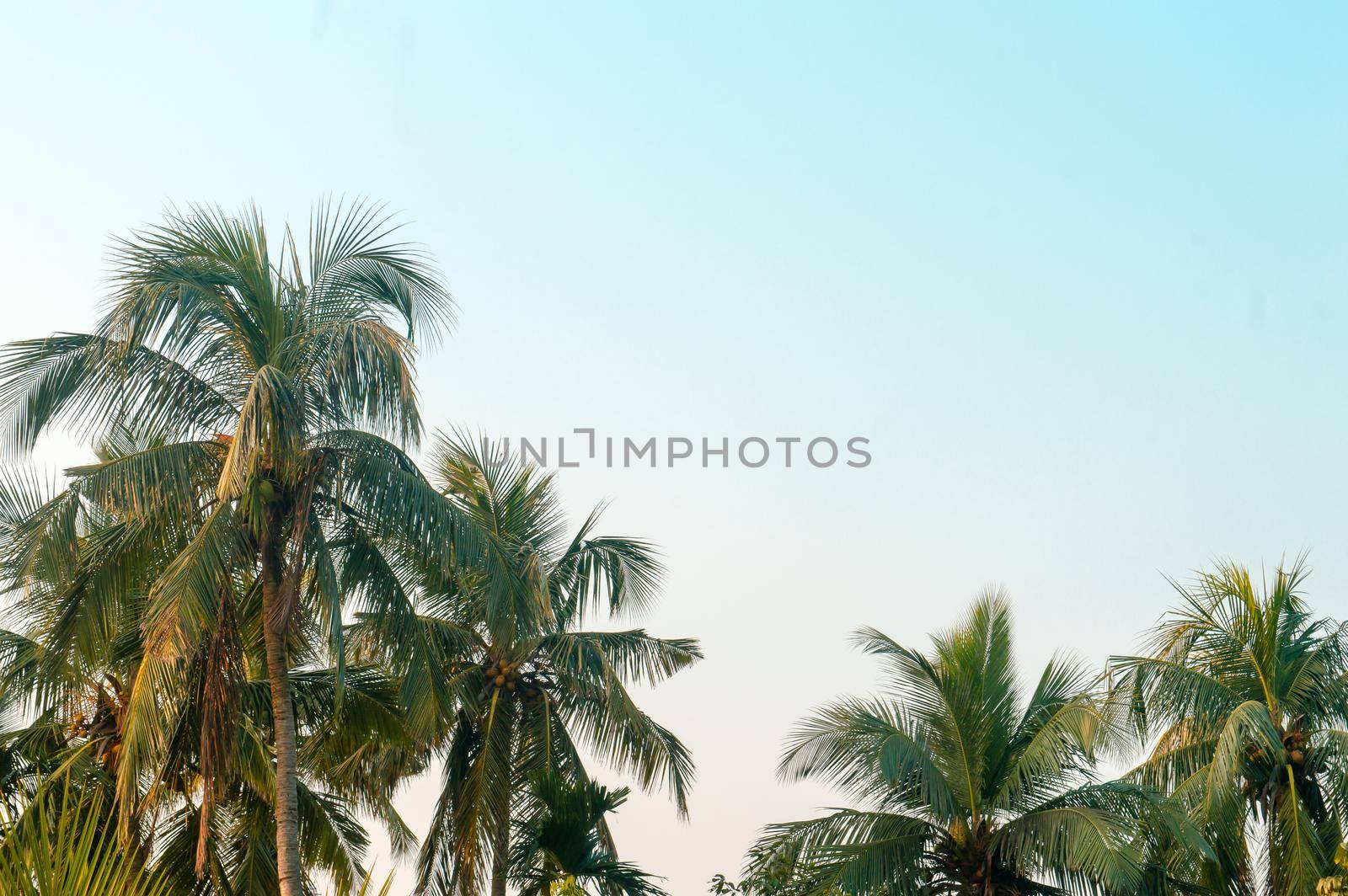 Beautiful coconut palm trees farm nature horizon on tropical sea beach against a pretty blue clear sky with no clouds at sunset sunlight. Summer Holiday Season background photography with copy space. by sudiptabhowmick