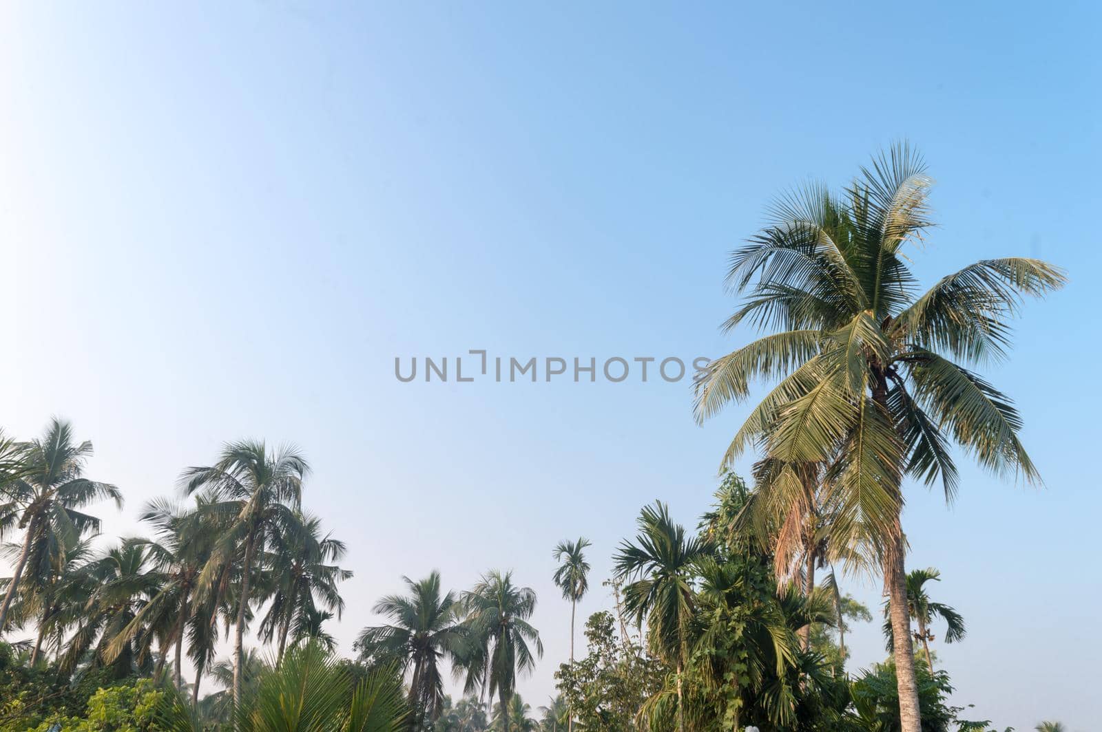 Beautiful coconut palm trees farm nature horizon on tropical sea beach against a pretty blue clear sky with no clouds at sunset sunlight. Summer Holiday Season background photography with copy space. by sudiptabhowmick