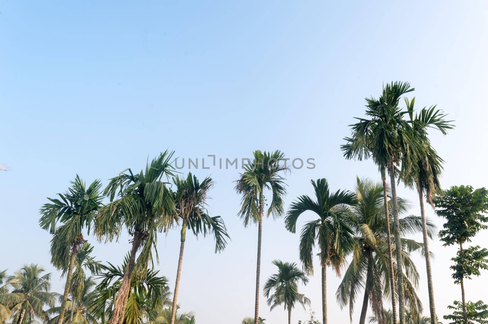 Beautiful coconut palm trees farm nature horizon on tropical sea beach against a pretty blue clear sky with no clouds at sunset sunlight. Summer Holiday Season background photography with copy space.