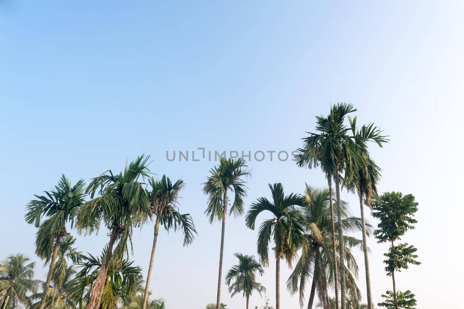 Beautiful coconut palm trees farm nature horizon on tropical sea beach against a pretty blue clear sky with no clouds at sunset sunlight. Summer Holiday Season background photography with copy space.