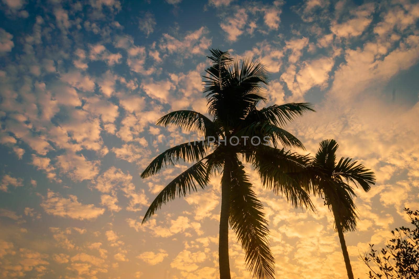 Coconut Palm tree background photo in winter seasonal theme back-lit but vibrant color sunrise sky. Palm tree in silhouette by sunlight. paradise - new Zealand. Beauty in nature horizon Backgrounds. by sudiptabhowmick