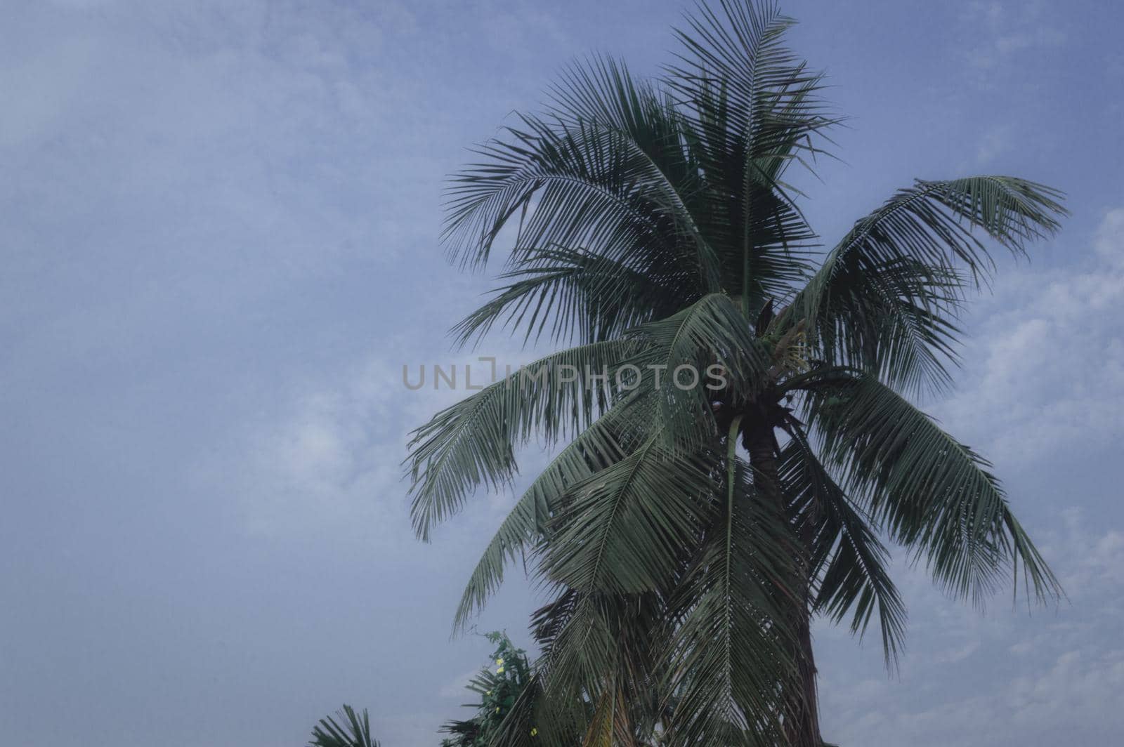 Coconut Palm tree background photo in Autumn seasonal theme back-lit but vibrant color sunrise sky. Palm tree in illuminated by sunlight. Goa Sea Beach India. Beauty in nature horizon Backgrounds.
