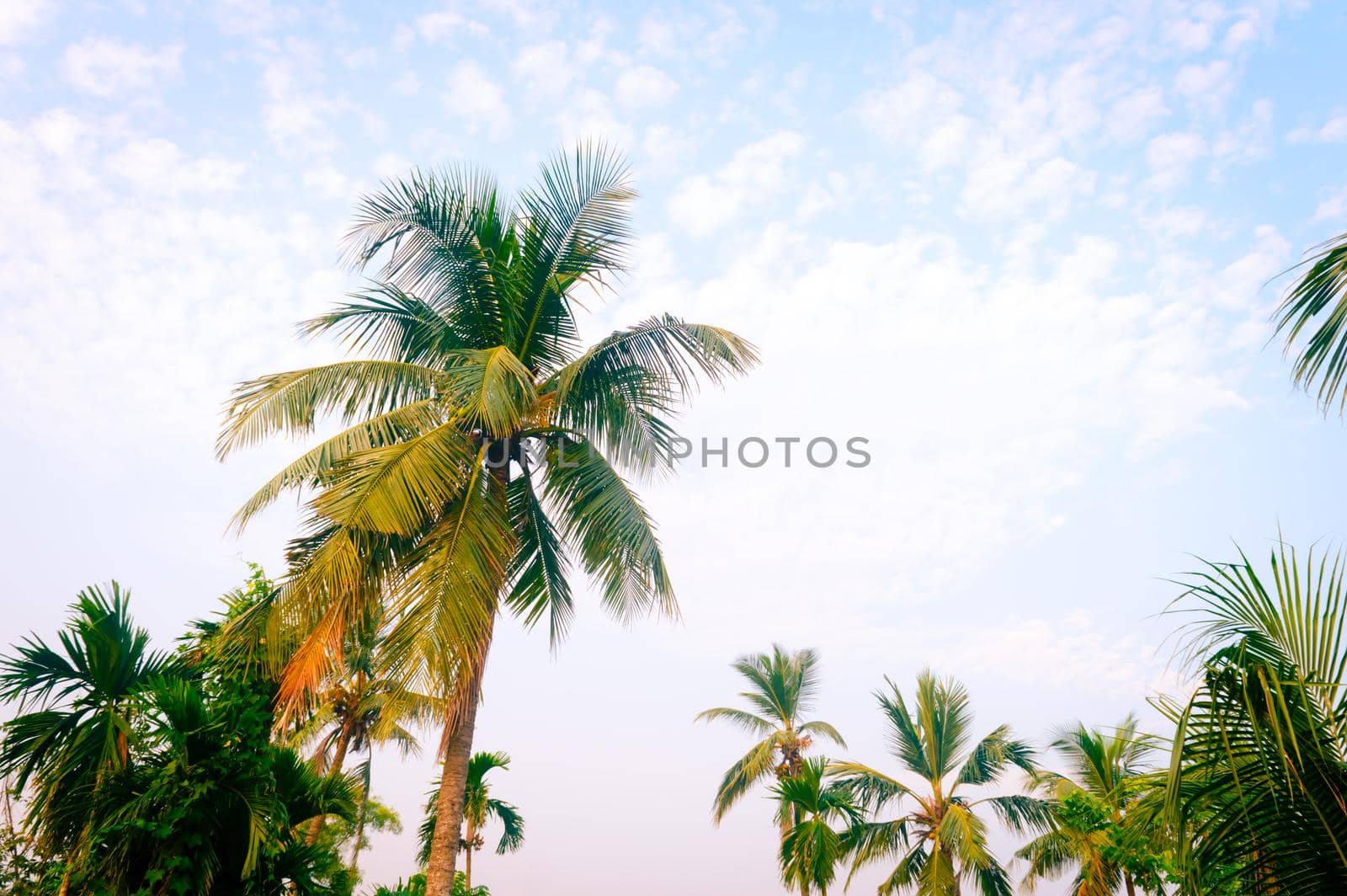 Coconut Palm tree background photo in spring seasonal theme back-lit but vibrant color sunset sky. Palm tree in illuminated by sunlight. Goa Sea Beach India. Beauty in nature horizon Backgrounds. by sudiptabhowmick