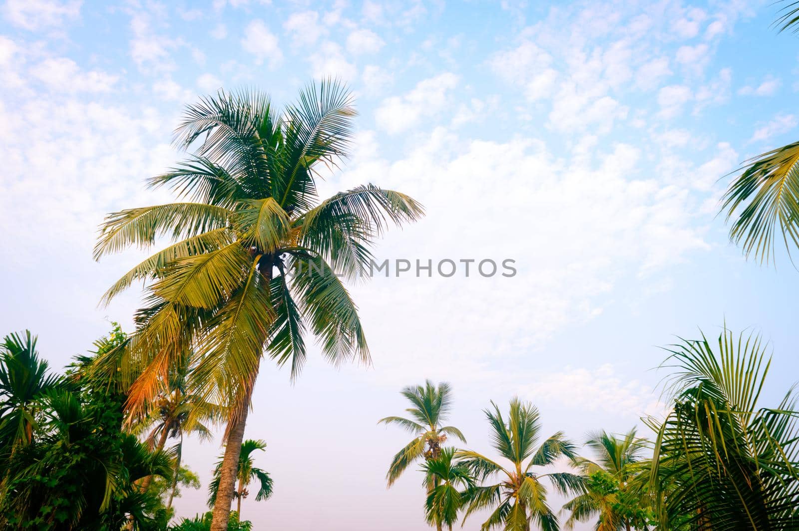 Coconut Palm tree background photo in spring seasonal theme back-lit but vibrant color sunset sky. Palm tree in illuminated by sunlight. Goa Sea Beach India. Beauty in nature horizon Backgrounds. by sudiptabhowmick