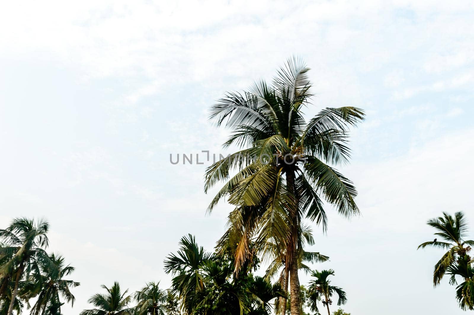 Coconut Palm tree background photo in summer seasonal theme brightly lit by vibrant colour sunset sky. Palm tree in illuminated by sunlight. Goa Sea Beach India. Beauty in nature horizon Backgrounds.