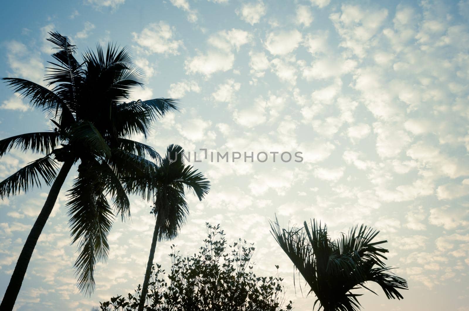 Coconut Palm tree background photo in summer seasonal theme brightly lit by vibrant colour sunset sky. Palm tree in illuminated by sunlight. Goa Sea Beach India. Beauty in nature horizon Backgrounds.