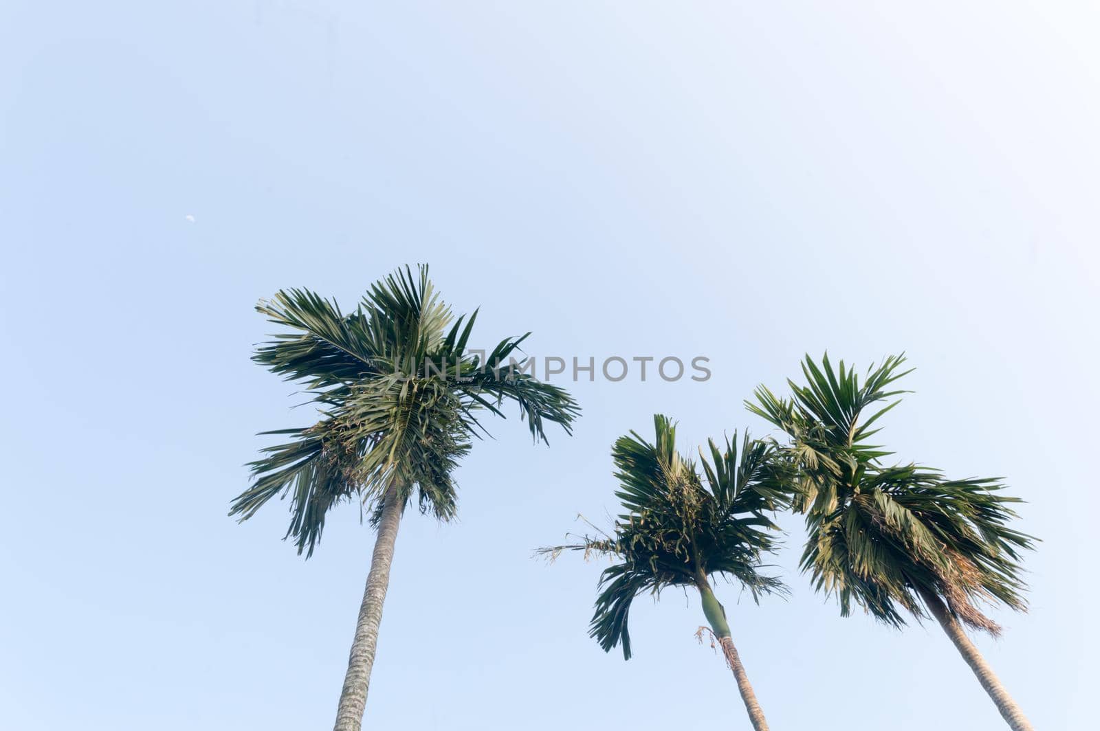The Areca palm tree (Areca nut) against vibrant blue color sunset sky in summer illuminated by sunlight. Low angel View. Beauty in nature seasonal theme Background image. Kolkata India. by sudiptabhowmick