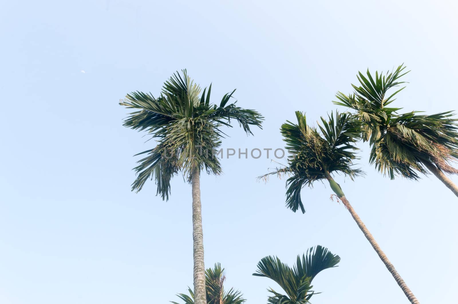 The Areca palm tree (Areca nut) against vibrant blue color sunset sky in summer illuminated by sunlight. Low angel View. Beauty in nature seasonal theme Background image. Kolkata India.