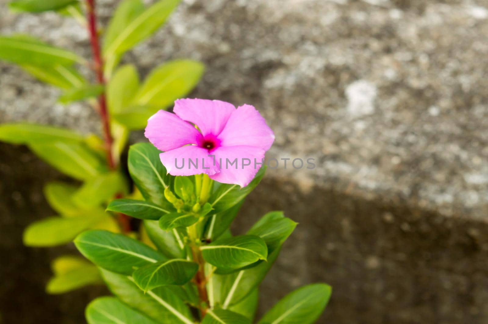 Beautiful Madagascar Periwinkle A Periwinkle rosy pink flower plant in morning sunlight. Catharanthus roseus a graveyard evergreen and glossy foliage flowering plant.