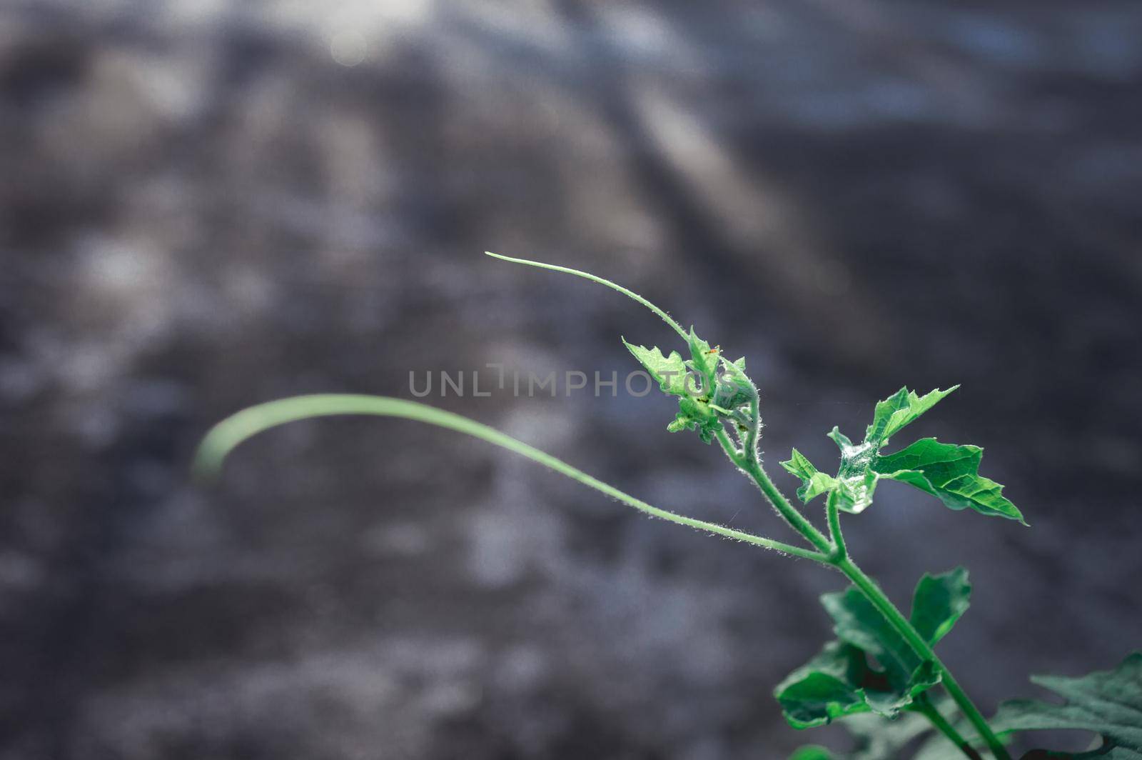 Green leaf absorbs morning sunlight. Leaves of a creeper plant close-up illuminated by morning ray of light. Beauty in Nature background. Photosynthesis chlorophyll Botany Biology Concept. by sudiptabhowmick