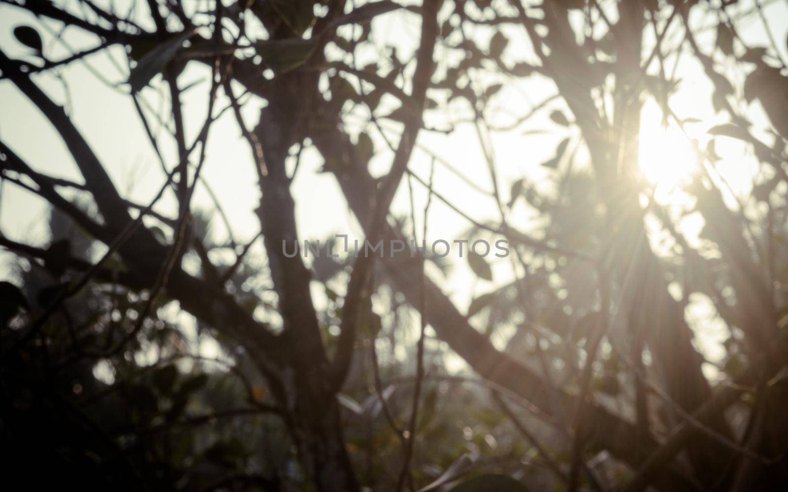 Morning Sunlight through tree leaves. Blur Forest Bush woodland environment in the foreground silhouette by back lit bright sunbeam. Beauty in nature Abstract Theme background image. Copy space.