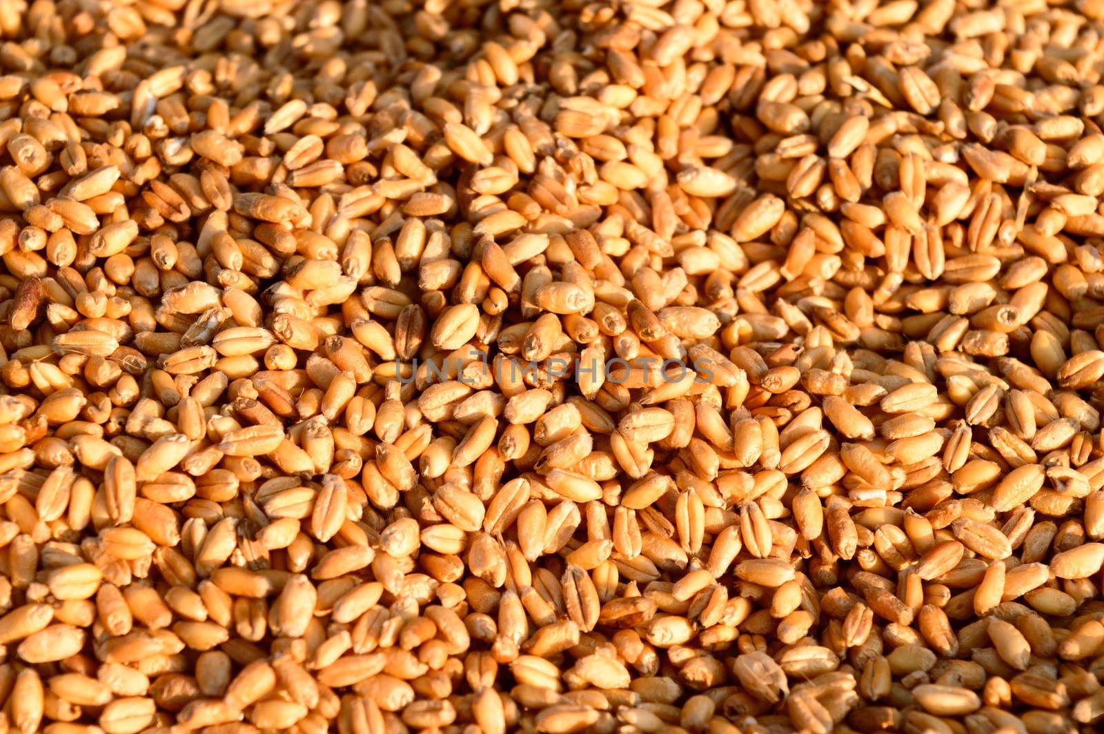 Seamless wheat grain texture pattern in morning sunlight. Natural dry raw organic food grain. Top view background. Dried breakfast cereal Macro shot. Closeup. Agriculture harvest concept.