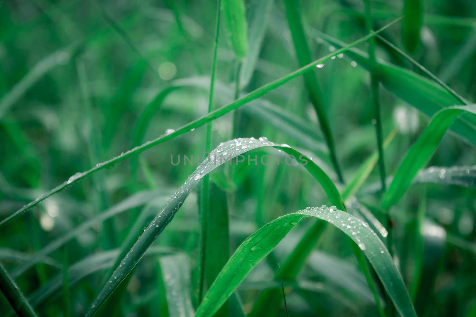 Raindrops on leaf. Close up of rain water dew droplets on grass crop plant. Sunlight reflection. Rural scene in agricultural field lawn meadow. Winter morning rainy season. Beauty in nature background by sudiptabhowmick