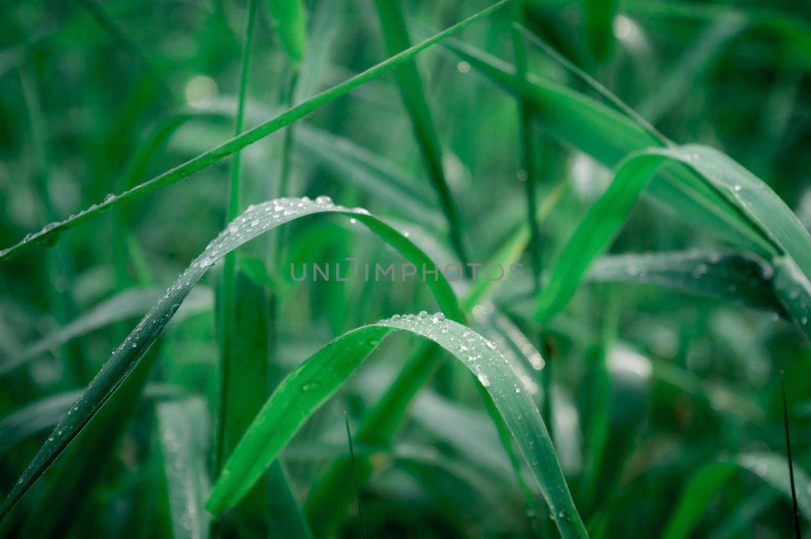 Raindrops on leaf. Close up of rain water dew droplets on grass crop plant. Sunlight reflection. Rural scene in agricultural field lawn meadow. Winter morning rainy season. Beauty in nature background