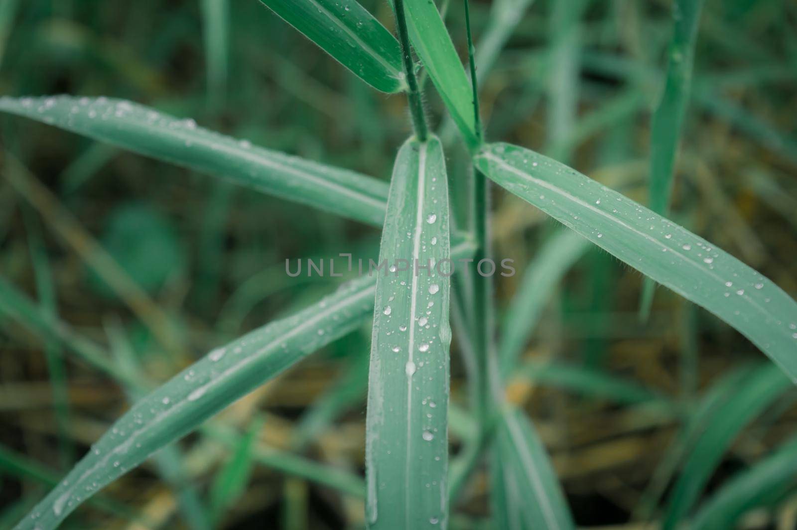 Raindrops on leaf. Rain drop on Leaves. Extreme Close up of rain water dew droplets on blade of grass. Sunlight reflection. Winter rainy season. Beauty in nature abstract background. Macro photography