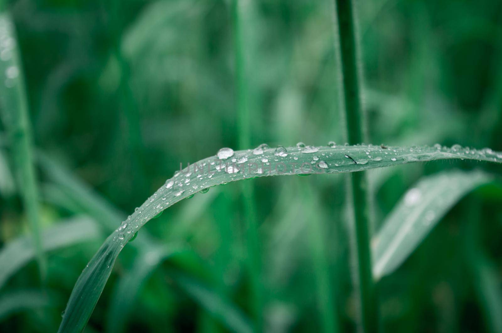 Raindrops on leaf. Rain drop on Leaves. Extreme Close up of rain water dew droplets on blade of grass. Sunlight reflection. Winter rainy season. Beauty in nature abstract background. Macro photography by sudiptabhowmick