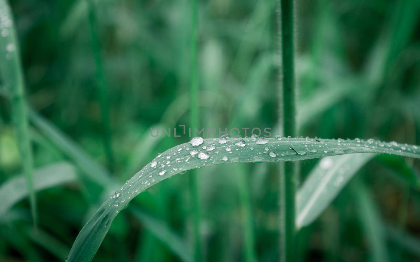 Raindrops on leaf. Rain drop on Leaves. Extreme Close up of rain water dew droplets on blade of grass. Sunlight reflection. Winter rainy season. Beauty in nature abstract background. Macro photography