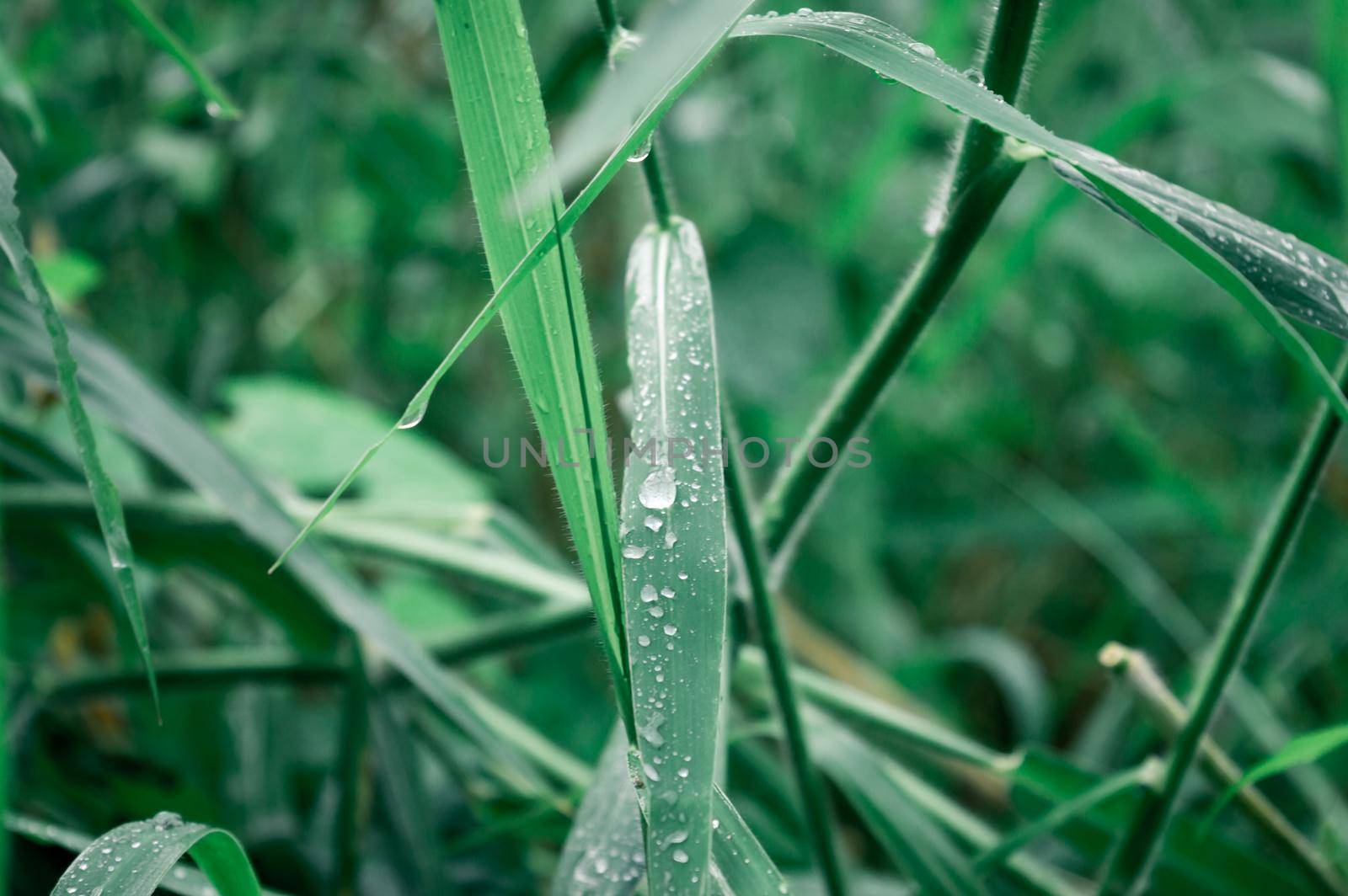 Raindrops on leaf. Rain drop on Leaves. Extreme Close up of rain water dew droplets on blade of grass. Sunlight reflection. Winter rainy season. Beauty in nature abstract background. Macro photography