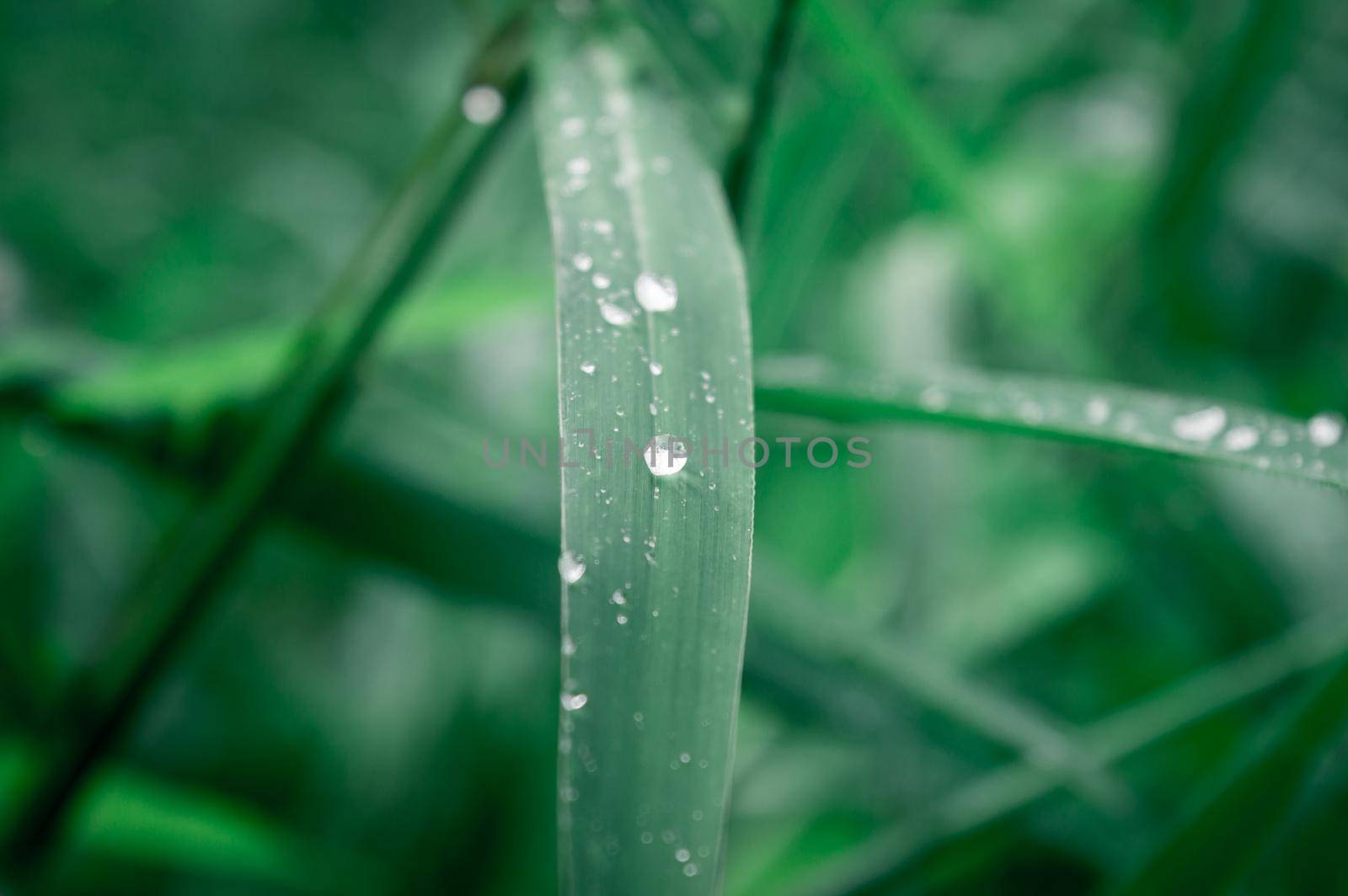 Raindrops on leaf. Rain drop on Leaves. Extreme Close up of rain water dew droplets on blade of grass. Sunlight reflection. Winter rainy season. Beauty in nature abstract background. Macro photography by sudiptabhowmick