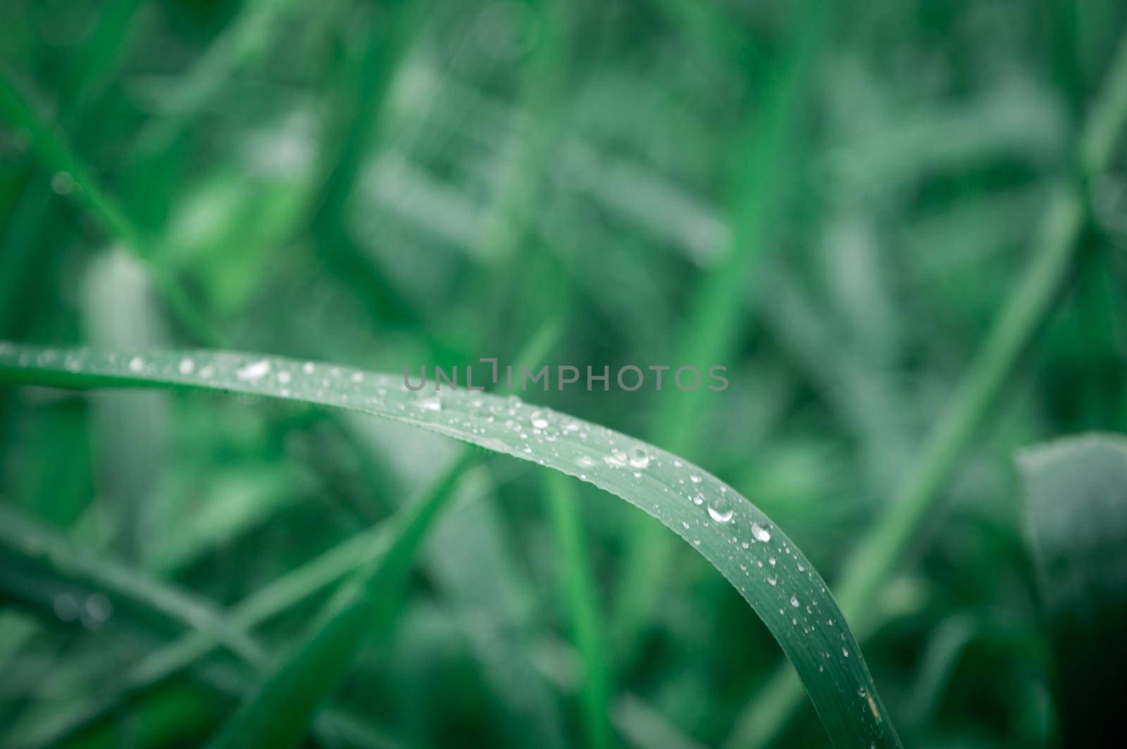 Raindrops on leaf. Rain drop on Leaves. Extreme Close up of rain water dew droplets on blade of grass. Sunlight reflection. Winter rainy season. Beauty in nature abstract background. Macro photography by sudiptabhowmick