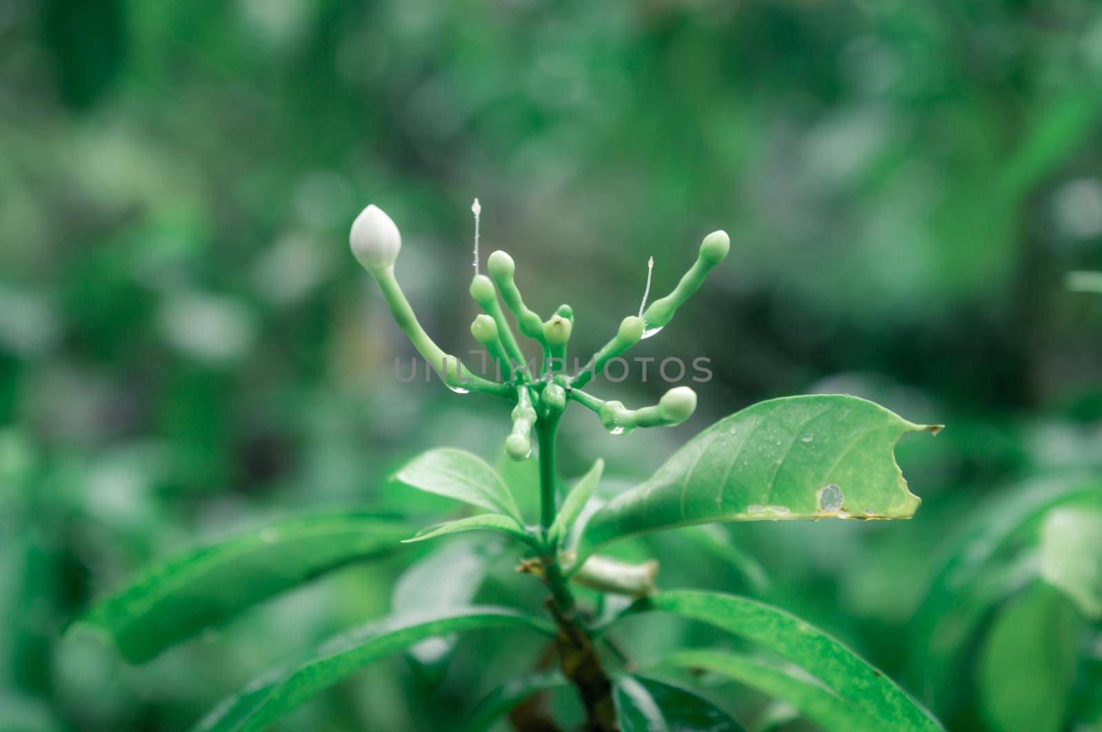 Rain falling on White Crape Jasmine Flower plant. Summer Monsoon Rain Stock Photo. Nature Rainy Season Background. Selective Focus on foreground. Copy Space Room For Text. by sudiptabhowmick