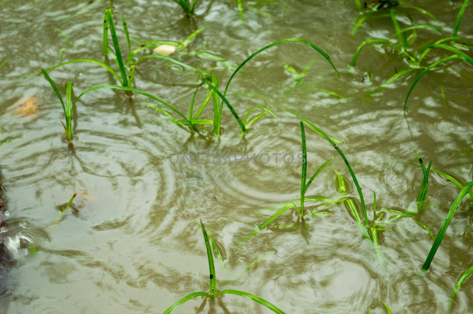 Monsoon Rain falling on sprouting green grass leaves on a Water logging agriculture area. Heavy Rain falling on ground. Rain fall sound effect. Beautiful rainy season, nature background. Close up.