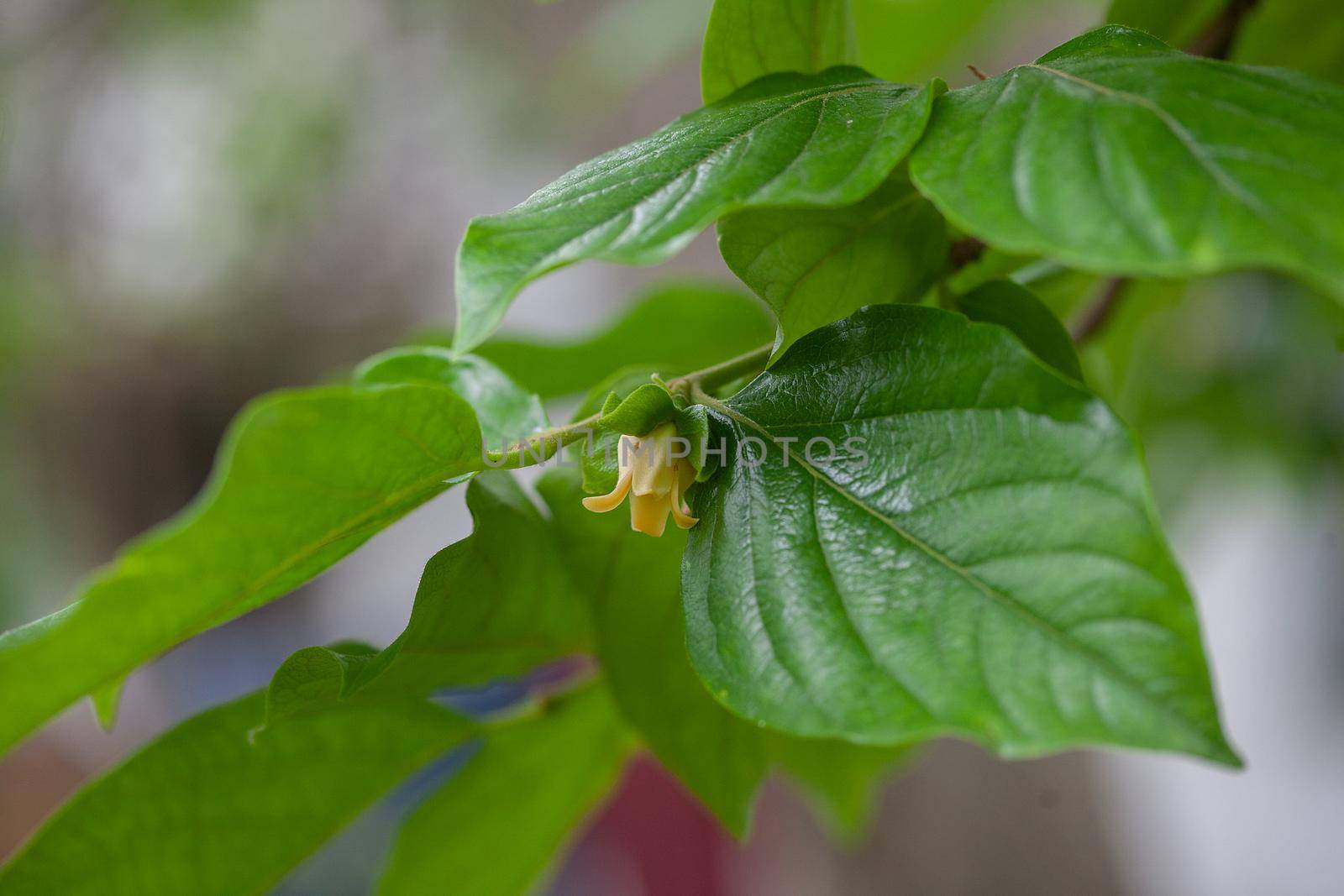 Blooming branch of persimmon with leaves