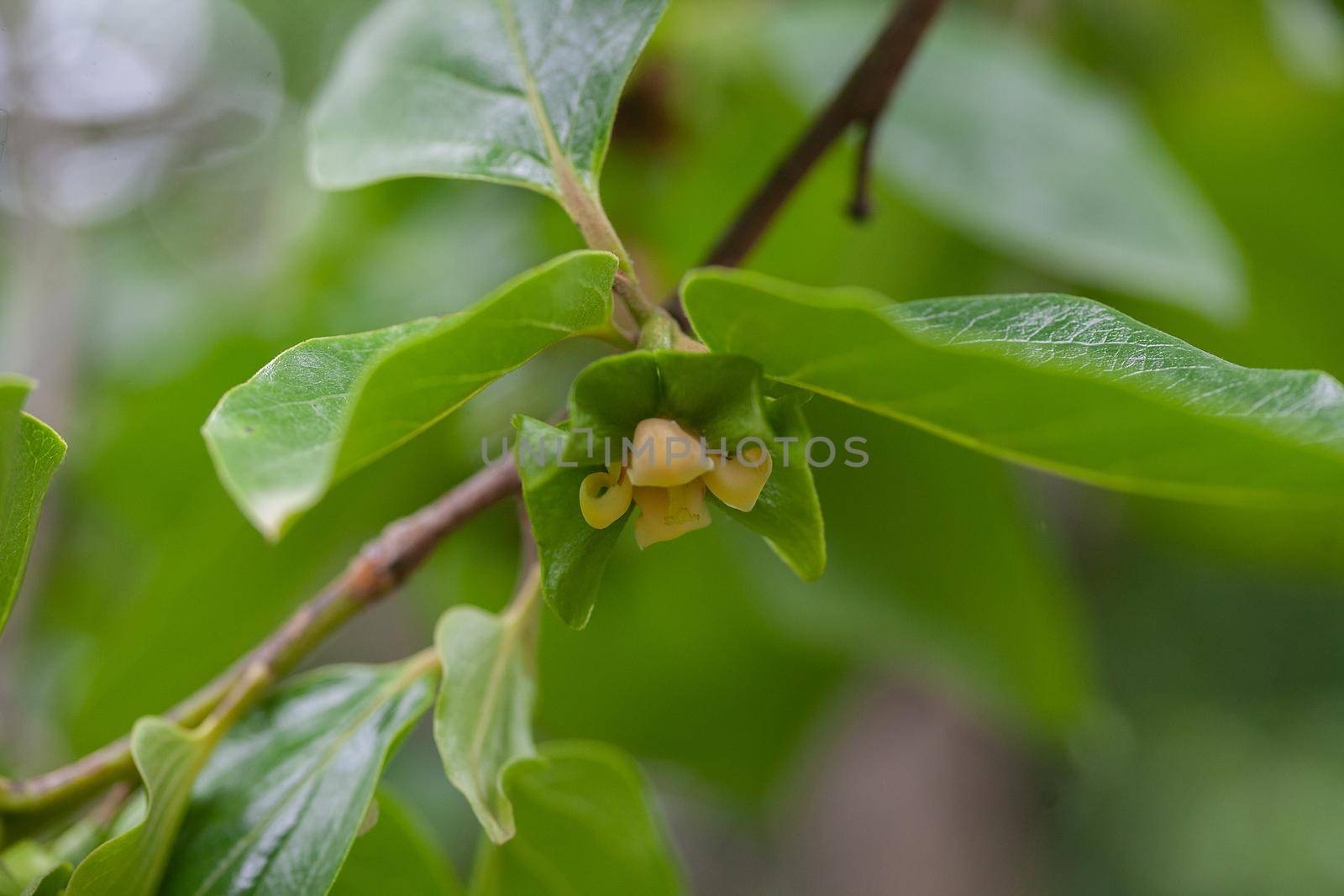 Blooming branch of persimmon by Angorius