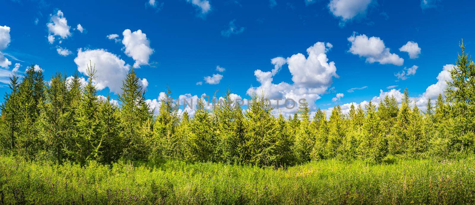 Panoramic view of wild spruce tree forest at late Spring beginning of Summer at sunny day and blue sky in Iceland
