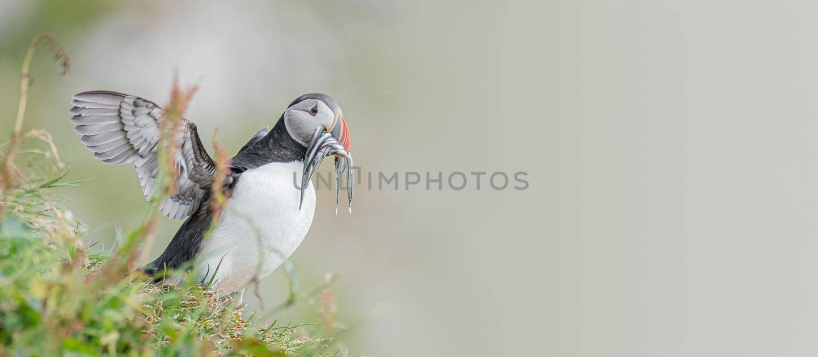 North Atlantic puffin with herring fish in its beak at Faroe island Mykines, with copy space for text, late summer, closeup