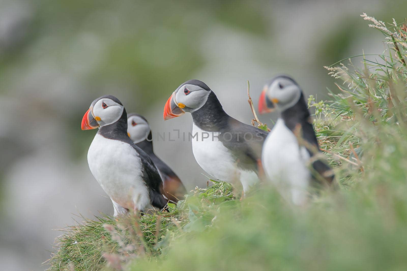 Rookery of North Atlantic puffins at Faroe island Mykines, late summer time, closeup, details by neurobite