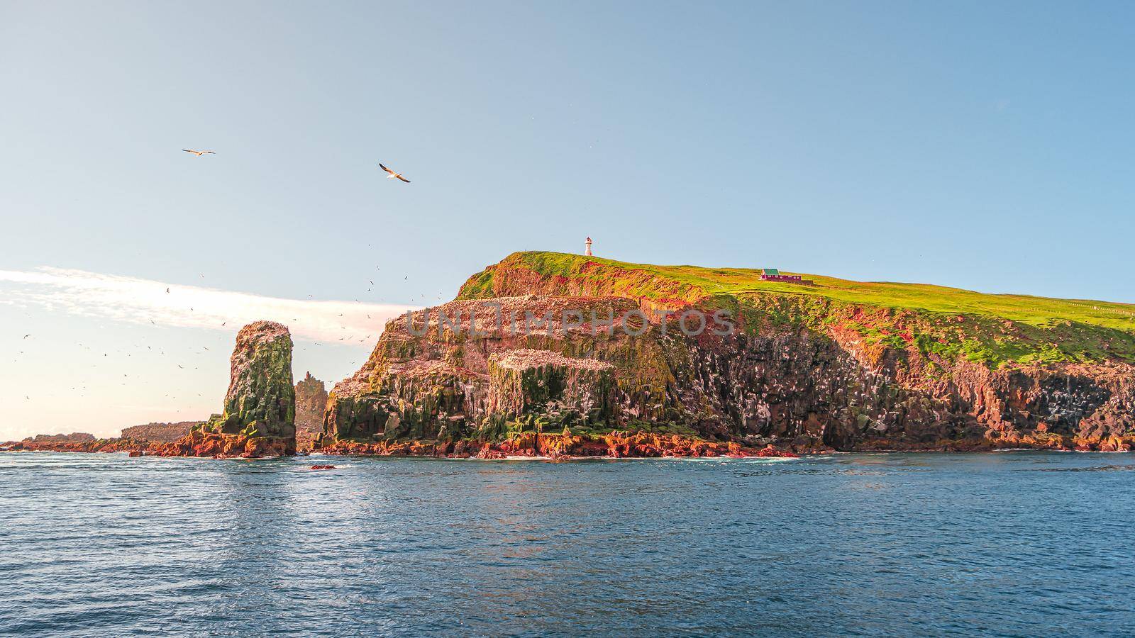 Panoramic view over mythical Faroe Island Mykines sunset in the middle of Atlantic Ocean with a lot of puffins, parrot like seabirds