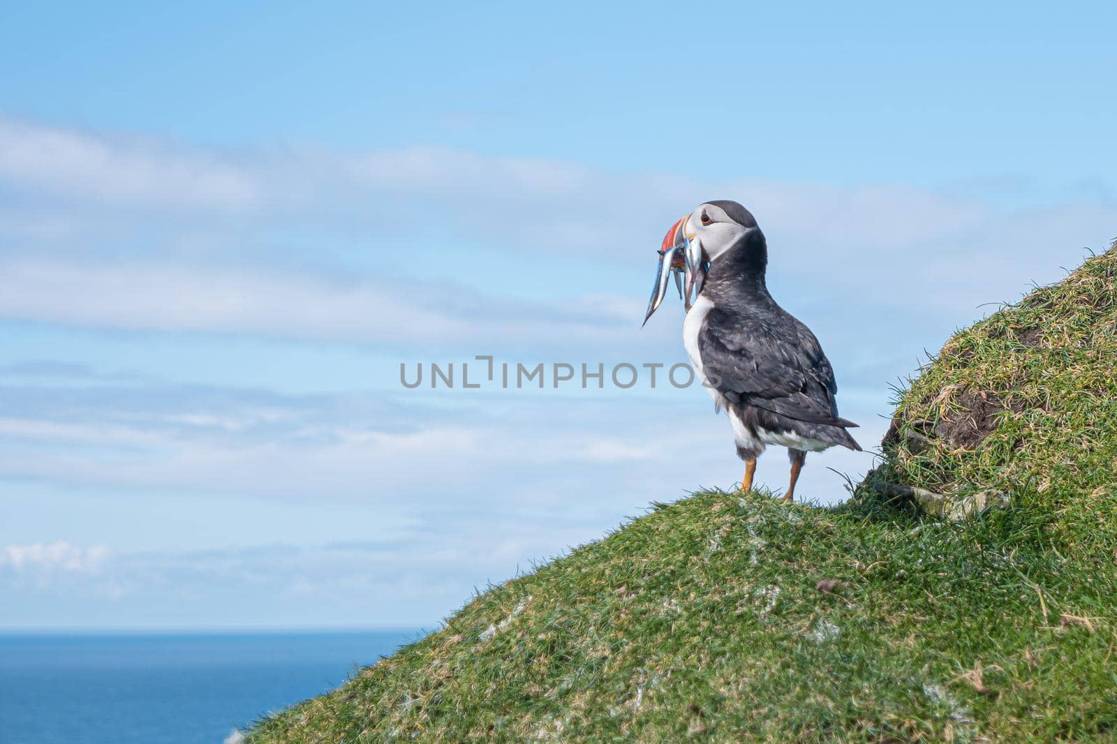 Portrait of a proud North Atlantic puffin with a catch at mythical Faroe Island Mykines, late summer, blue sky by neurobite