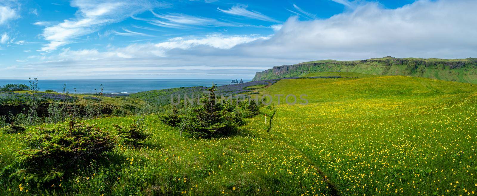 View of basalt stacks Reynisdrangar, black sand beach near Vik and green grass field with yellow margarita flowers, South Iceland