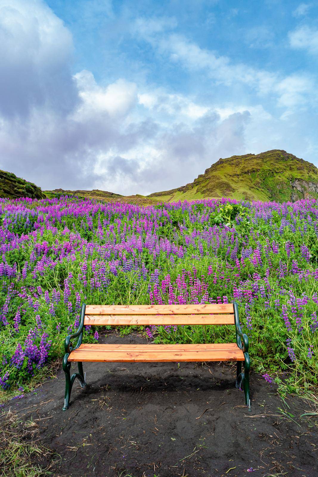 Lonely empty bench in the meadow field of lupine flowers, South Iceland