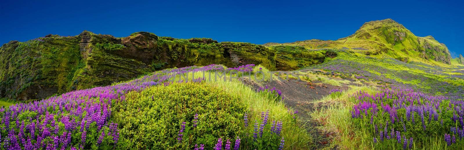 Panoramic view over rough and colorful landscape in Iceland with lupin meadow field, early summer by neurobite