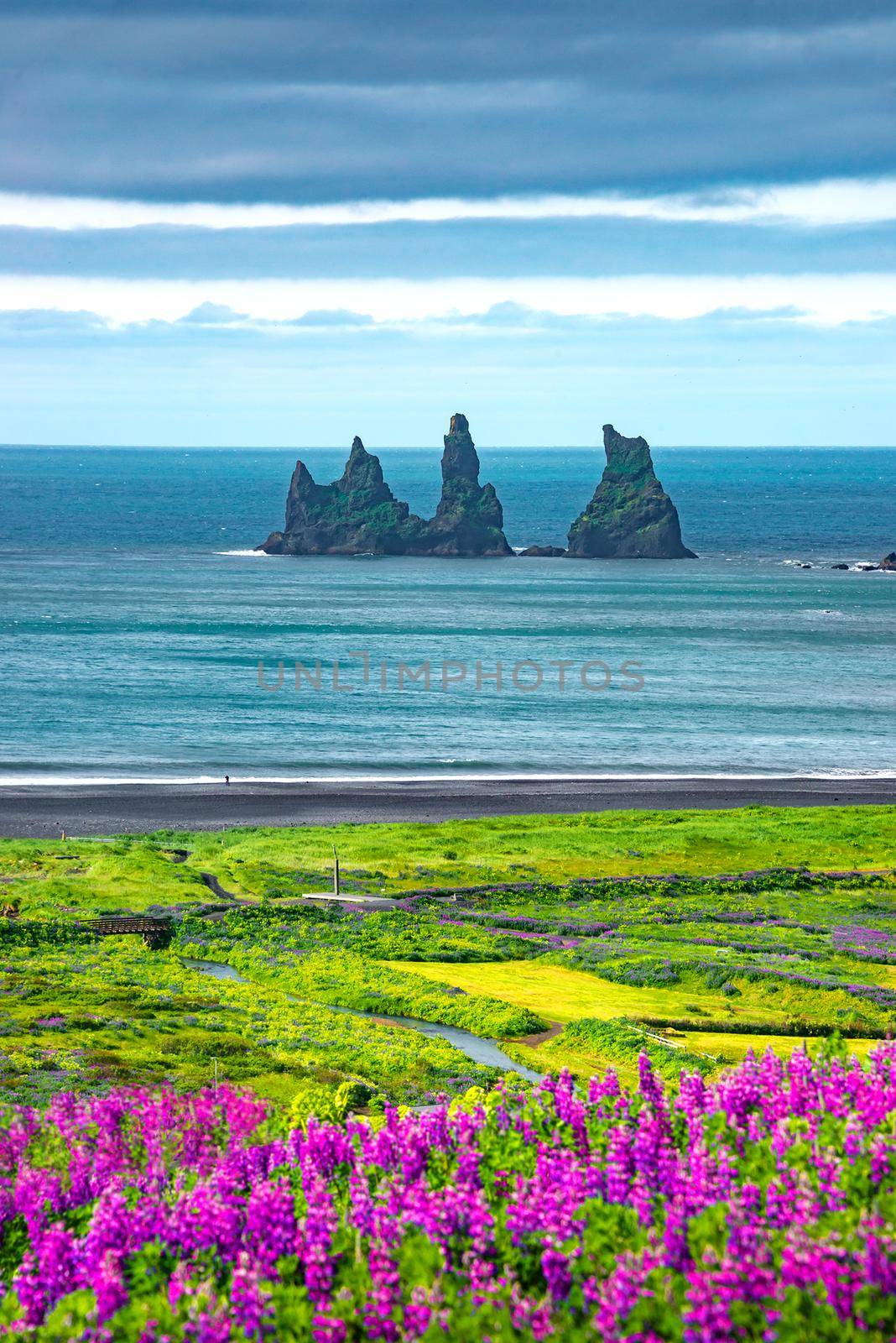 View of basalt stacks Reynisdrangar, black sand beach near Vik and violet lupin flowers, South Iceland