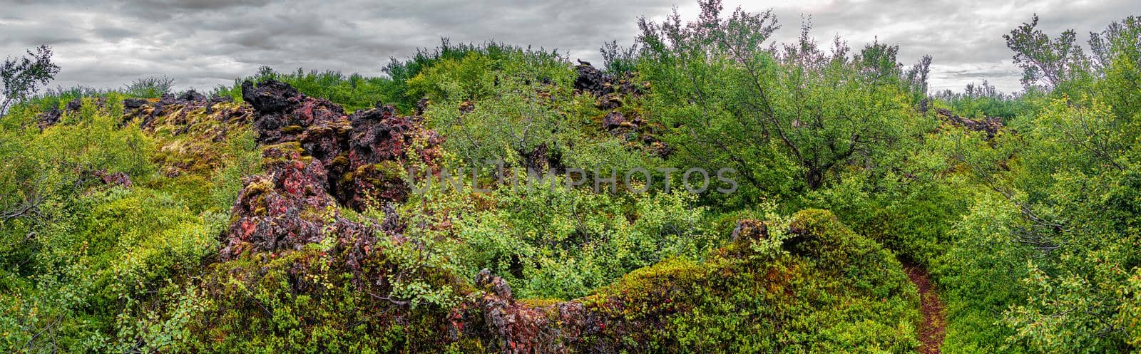 Unusual Iceland - panoramic view over a new forest grown above an old lava field with a hiking trail in Icelandic Highlands near lake Myvatn