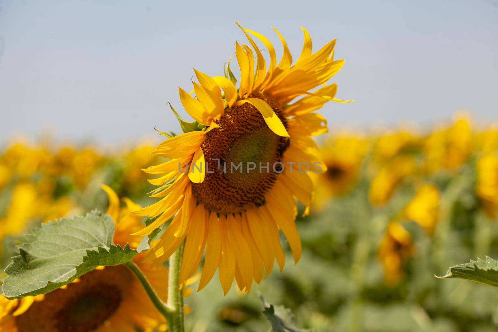 Sunflower field at summer by Angorius