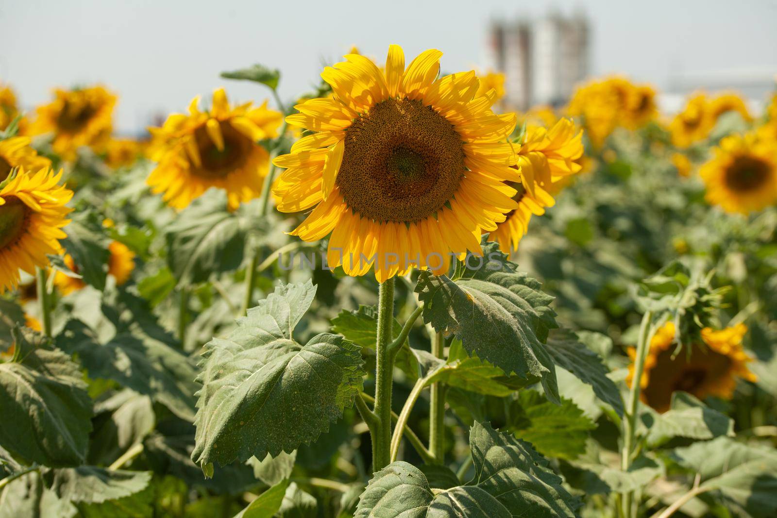 Sunflower in the sunflower field at summer