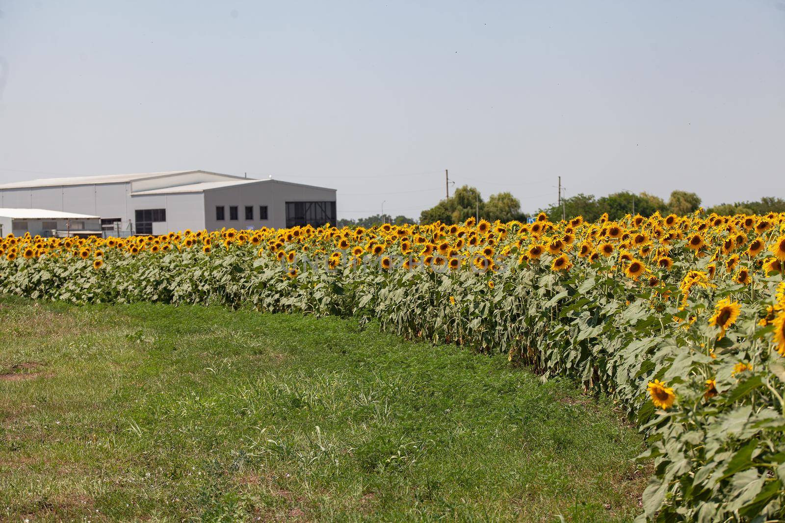 Sunflower in the sunflower field at summer