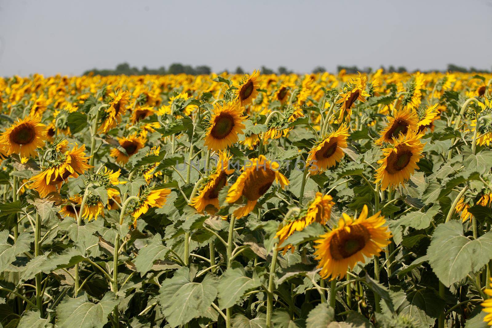Sunflower field at summer by Angorius
